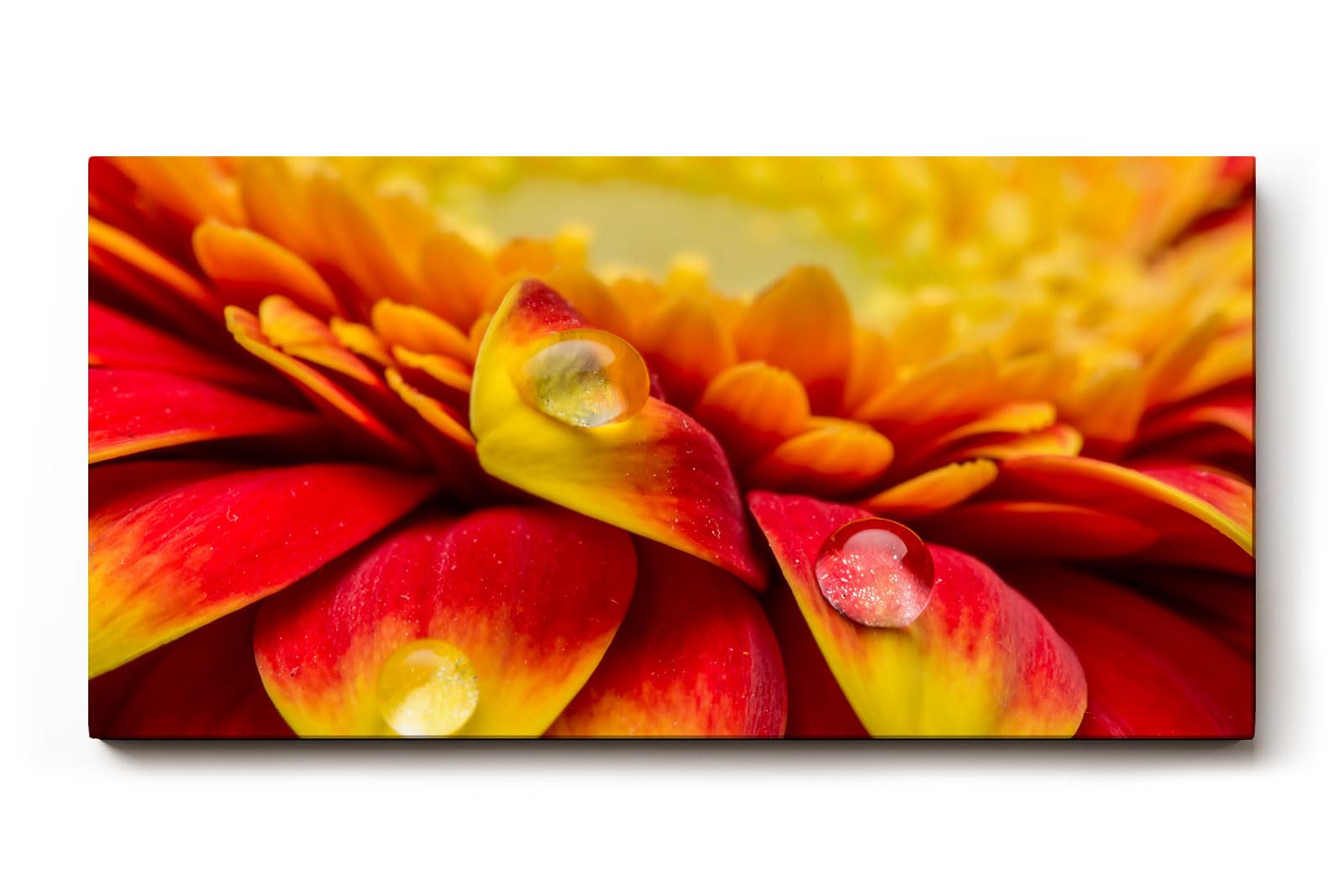 Sinus Art Wandbild 120x80cm Rote und gelbe Gerbera-Blüte mit Wassertropfen – ausdrucksstark, frisch und kraftvoll