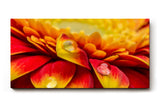 Sinus Art Wandbild 120x80cm Rote und gelbe Gerbera-Blüte mit Wassertropfen – ausdrucksstark, frisch und kraftvoll