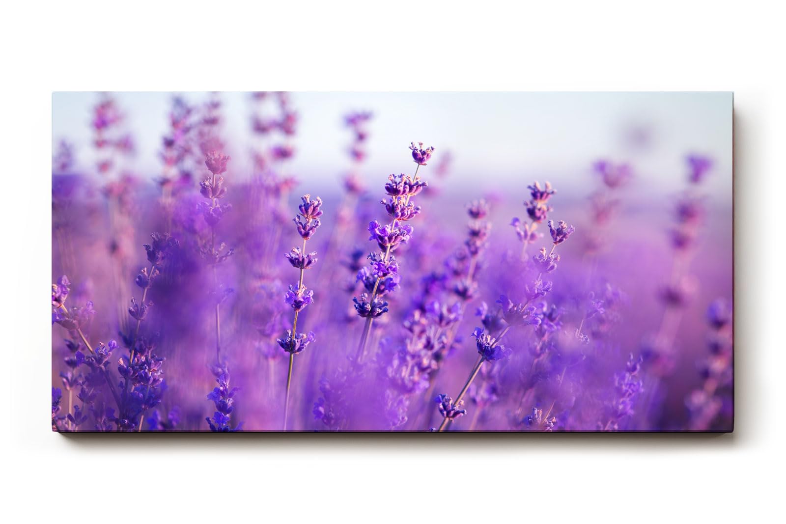 Sinus Art Wandbild 120x80cm Duftender Lavendel in sanften Lila- und Blautönen mit weichem Hintergrund
