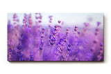 Sinus Art Wandbild 120x80cm Duftender Lavendel in sanften Lila- und Blautönen mit weichem Hintergrund