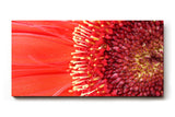 Sinus Art Wandbild 120x80cm Atemberaubende Nahaufnahme einer roten Blüte mit faszinierender Textur und Tiefe