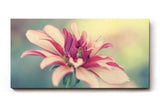 Sinus Art Wandbild 120x80cm Blüte in Rosé und Cremefarben mit weichem Hintergrund – romantisch und dezent
