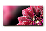 Sinus Art Wandbild 120x80cm Die glänzenden Tautropfen auf den roten Blütenblättern verleihen dem Bild eine frische Note