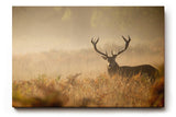 Sinus Art Wandbild 120x80cm Der majestätische Hirsch im Nebel erzeugt eine ruhige kraftvolle Stimmung im Raum