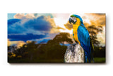 Sinus Art Wandbild 120x80cm Farbenfroher Ara auf Baumstamm mit stimmungsvoller Himmelsszenerie in der Natur