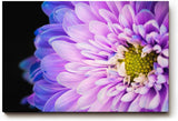Sinus Art Wandbild 120x80cm Makro einer geöffneten Blüte – fesselnde Struktur mit leuchtendem Zentrum
