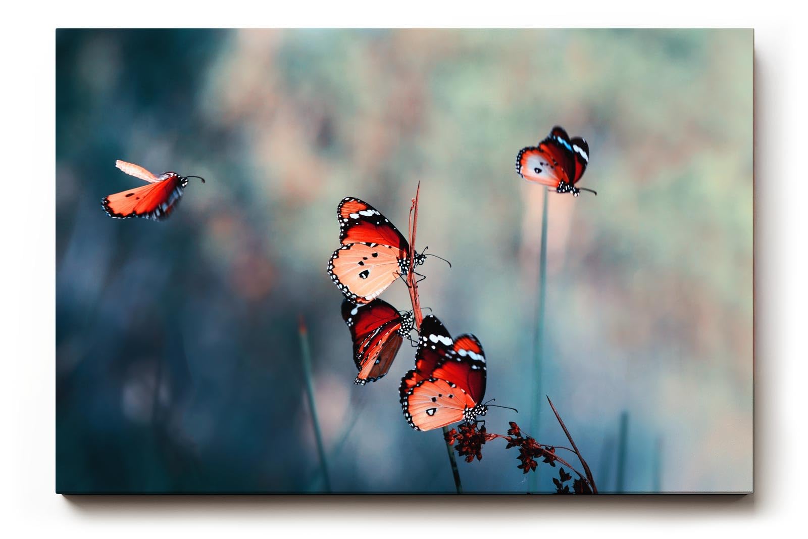 Sinus Art Wandbild 120x80cm Die rot-orange gefärbten Schmetterlinge strahlen Leichtigkeit, Freiheit und Lebendigkeit aus