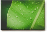 Sinus Art Wandbild 120x80cm Frisches grünes Blatt mit Wassertropfen – Symbol für Reinheit und Natur