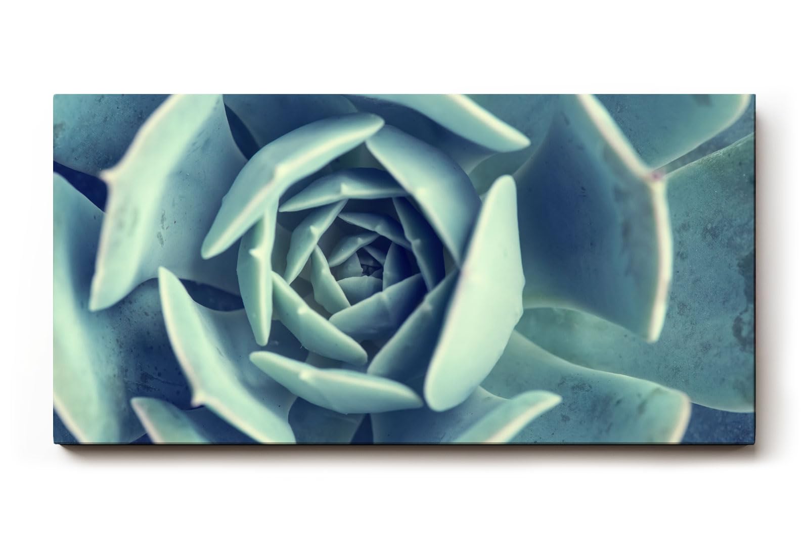Sinus Art Wandbild 120x80cm Geometrisch aufgebaute Blätter einer Sukkulente in faszinierender Perspektive