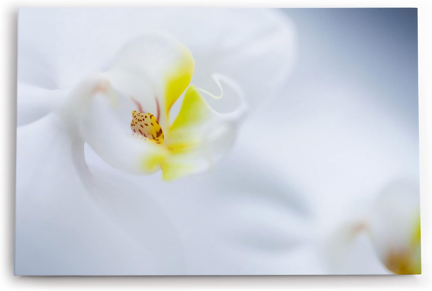 Paul Sinus Wandbild 120x80cm Weiße Orchidee Blume Blüte Gelb Hell