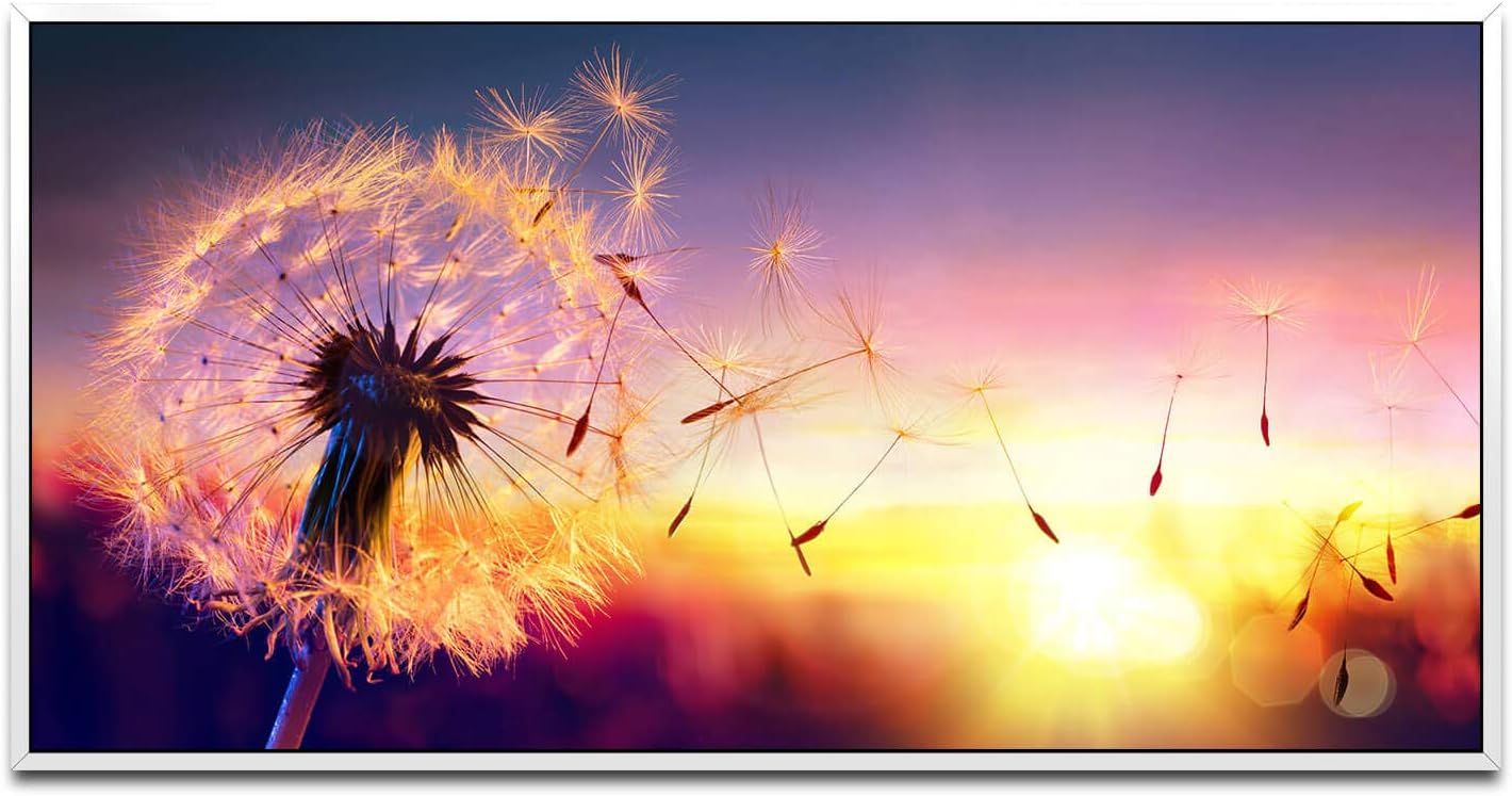 Löwenzahn im Sonnenuntergang ca. 130x70cm Wandbild inklusive Schattenfugenrahmen weiss - Panorama Leinwand Bild XXL Format Wandbilder Wohnzimmer Wohnung Deko Kunstdrucke