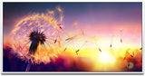 Löwenzahn im Sonnenuntergang ca. 130x70cm Wandbild inklusive Schattenfugenrahmen weiss - Panorama Leinwand Bild XXL Format Wandbilder Wohnzimmer Wohnung Deko Kunstdrucke
