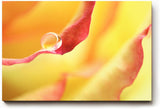 Sinus Art Wandbild 120x80cm Wassertropfen auf rotem Blütenrand – poetisches Motiv mit emotionaler Tiefe