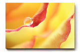Sinus Art Wandbild 120x80cm Wassertropfen auf rotem Blütenrand – poetisches Motiv mit emotionaler Tiefe