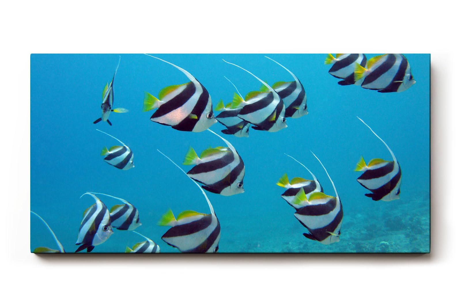 Sinus Art Wandbild 120x80cm Schwarm eleganter Bannerfische in natürlicher Bewegung – faszinierendes Meeresmotiv