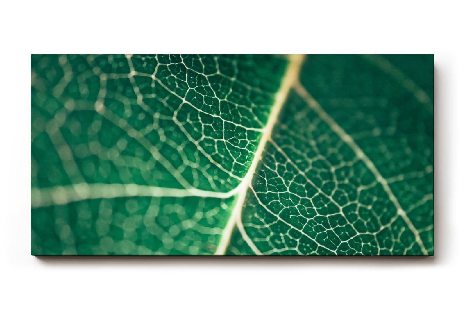 Sinus Art Wandbild 120x80cm Makroaufnahme eines grünen Blattes mit klarer Aderstruktur – faszinierend natürlich