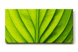 Sinus Art Wandbild 120x80cm Die symmetrische Blattstruktur bringt Ordnung, Frische und natürliche Ruhe in den Raum