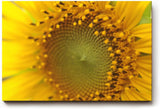 Sinus Art Wandbild 120x80cm Atemberaubendes Makromotiv einer Sonnenblume – intensiv, lebendig und ausdrucksstark