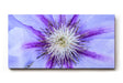 Sinus Art Wandbild 120x80cm Detailreiche Darstellung einer Clematisblüte in Violett mit weißem Zentrum