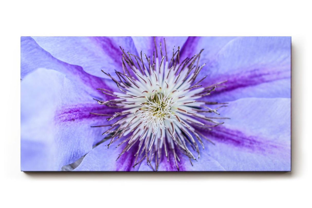 Sinus Art Wandbild 120x80cm Detailreiche Darstellung einer Clematisblüte in Violett mit weißem Zentrum