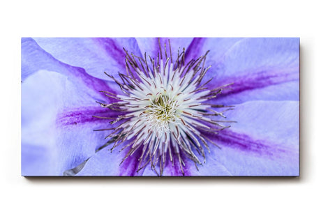 Sinus Art Wandbild 120x80cm Detailreiche Darstellung einer Clematisblüte in Violett mit weißem Zentrum