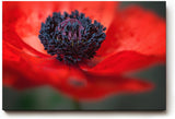 Sinus Art Wandbild 120x80cm Starke Nahaufnahme einer offenen roten Mohnblüte mit Fokus auf das tiefschwarze Zentrum