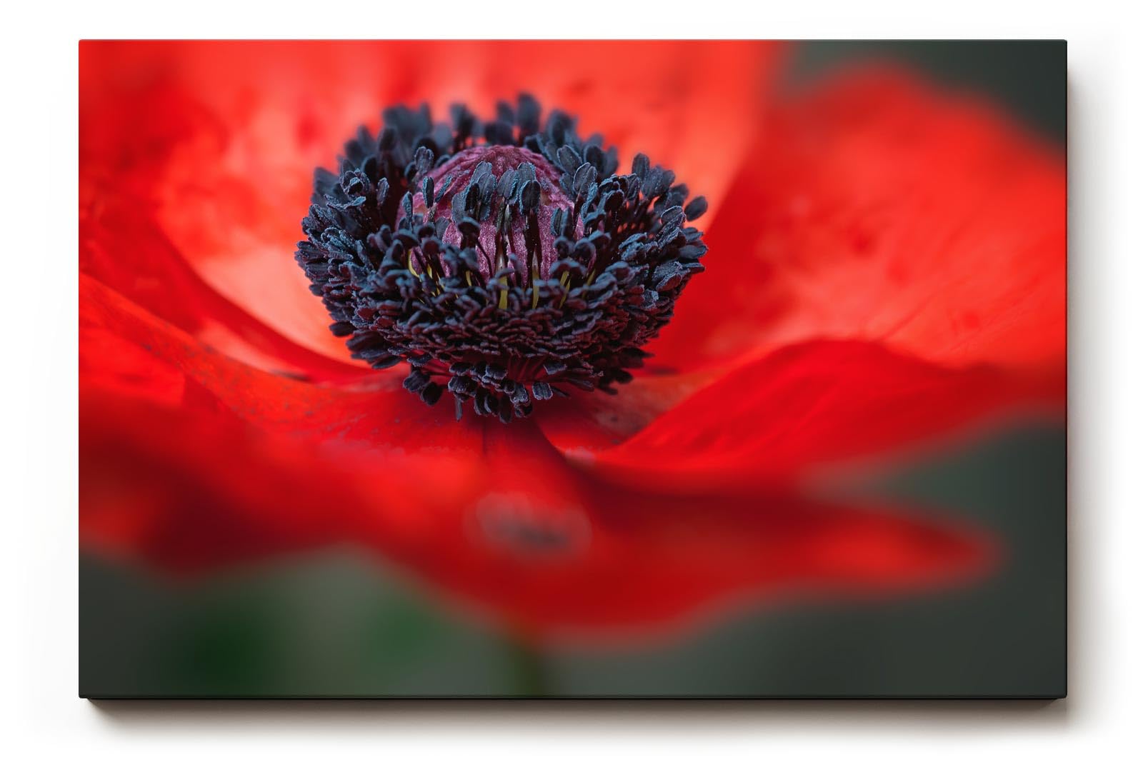 Sinus Art Wandbild 120x80cm Starke Nahaufnahme einer offenen roten Mohnblüte mit Fokus auf das tiefschwarze Zentrum