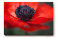 Sinus Art Wandbild 120x80cm Starke Nahaufnahme einer offenen roten Mohnblüte mit Fokus auf das tiefschwarze Zentrum
