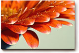Sinus Art Wandbild 120x80cm Makroaufnahme leuchtend orangefarbener Blütenblätter mit funkelnden Wassertropfen