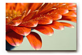 Sinus Art Wandbild 120x80cm Makroaufnahme leuchtend orangefarbener Blütenblätter mit funkelnden Wassertropfen