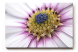 Sinus Art Wandbild 120x80cm Nahaufnahme mit faszinierendem Aufbau und intensiver Farbabstufung