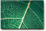 Sinus Art Wandbild 120x80cm Makroaufnahme eines grünen Blattes mit klarer Aderstruktur – faszinierend natürlich