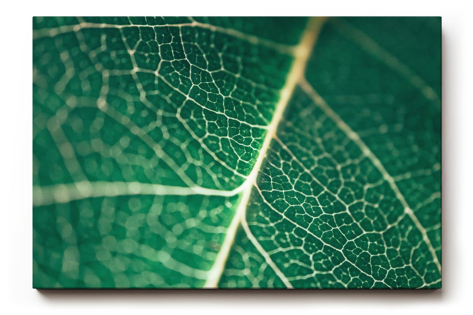 Sinus Art Wandbild 120x80cm Makroaufnahme eines grünen Blattes mit klarer Aderstruktur – faszinierend natürlich