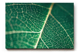 Sinus Art Wandbild 120x80cm Makroaufnahme eines grünen Blattes mit klarer Aderstruktur – faszinierend natürlich