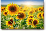 Sinus Art Wandbild 120x80cm Sonnenblumen in voller Blüte unter strahlender Sonne mit tiefer Perspektive