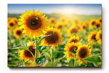 Sinus Art Wandbild 120x80cm Sonnenblumen in voller Blüte unter strahlender Sonne mit tiefer Perspektive