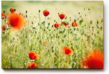 Sinus Art Wandbild 120x80cm Rote Mohnblumen im weichen Gegenlicht – luftig, lebendig und romantisch