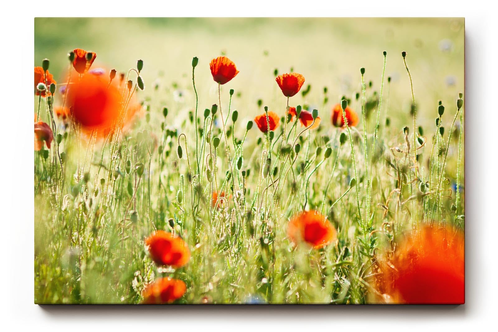 Sinus Art Wandbild 120x80cm Rote Mohnblumen im weichen Gegenlicht – luftig, lebendig und romantisch