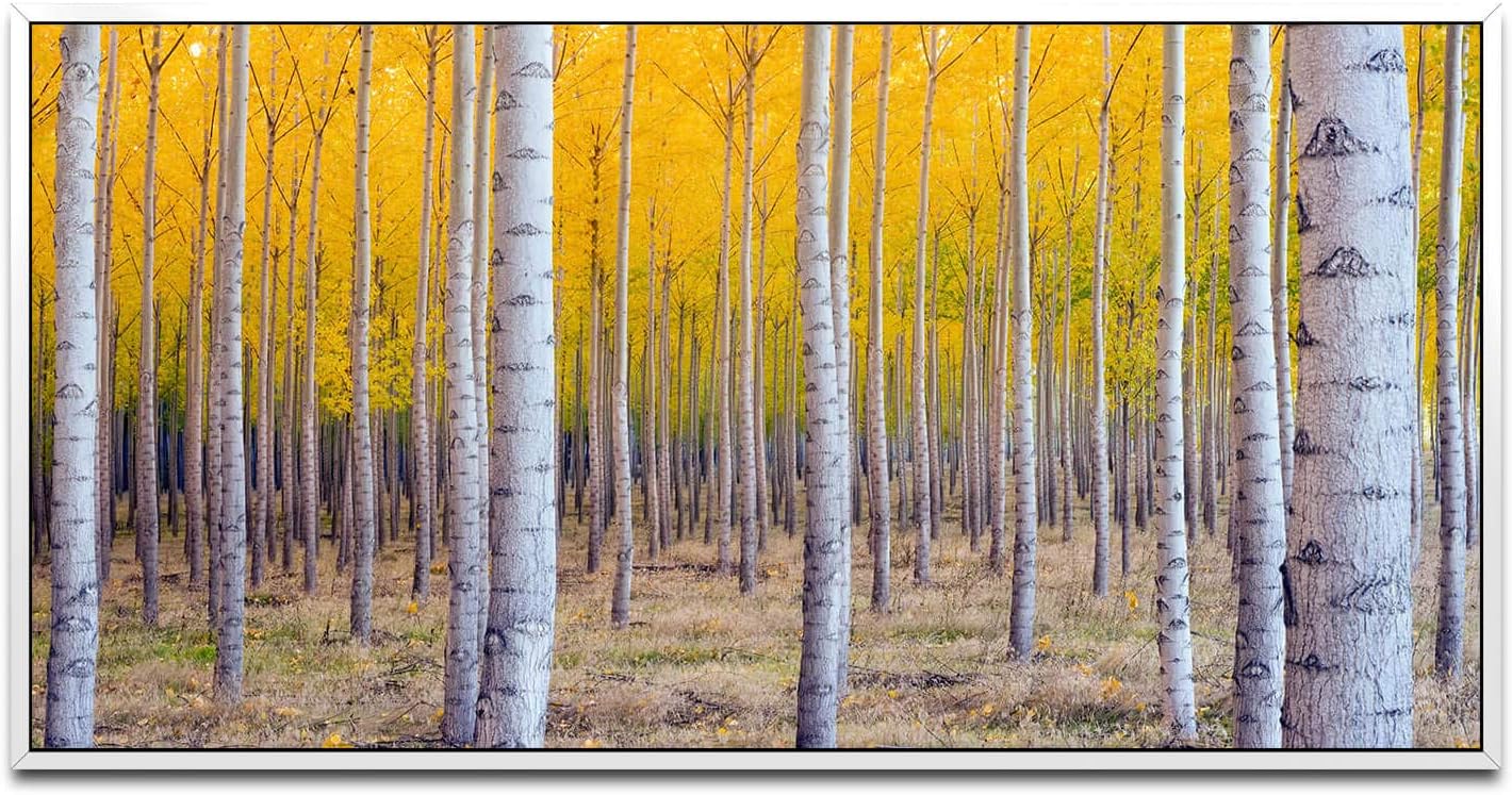 Herbst Birke ca. 130x70cm Wandbild inklusive Schattenfugenrahmen weiss - Panorama Leinwand Bild XXL Format Wandbilder Wohnzimmer Wohnung Deko Kunstdrucke