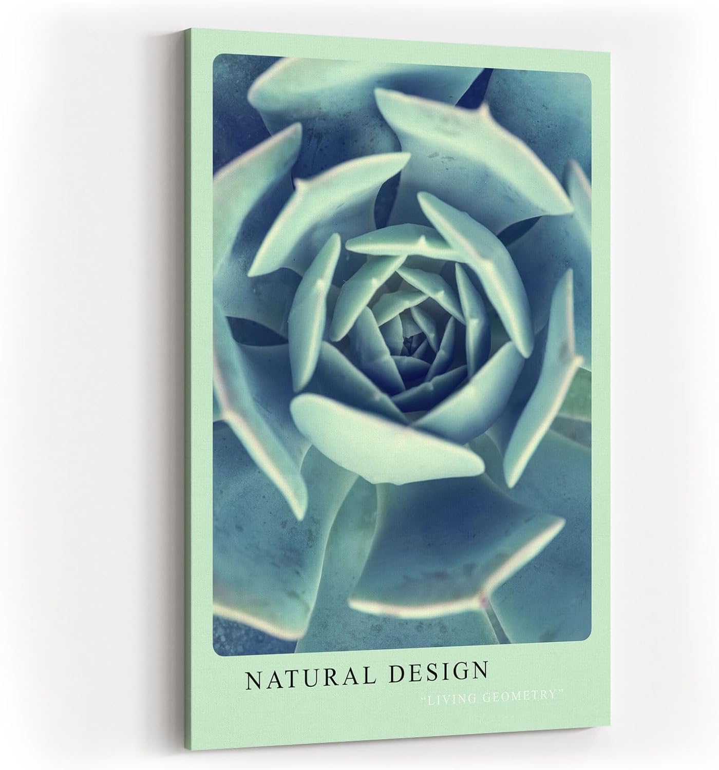 Paul Sinus Kunstdruck 40x60cm Natural Design – Sukkulente in spiralförmiger Anordnung und kühler Farbwelt