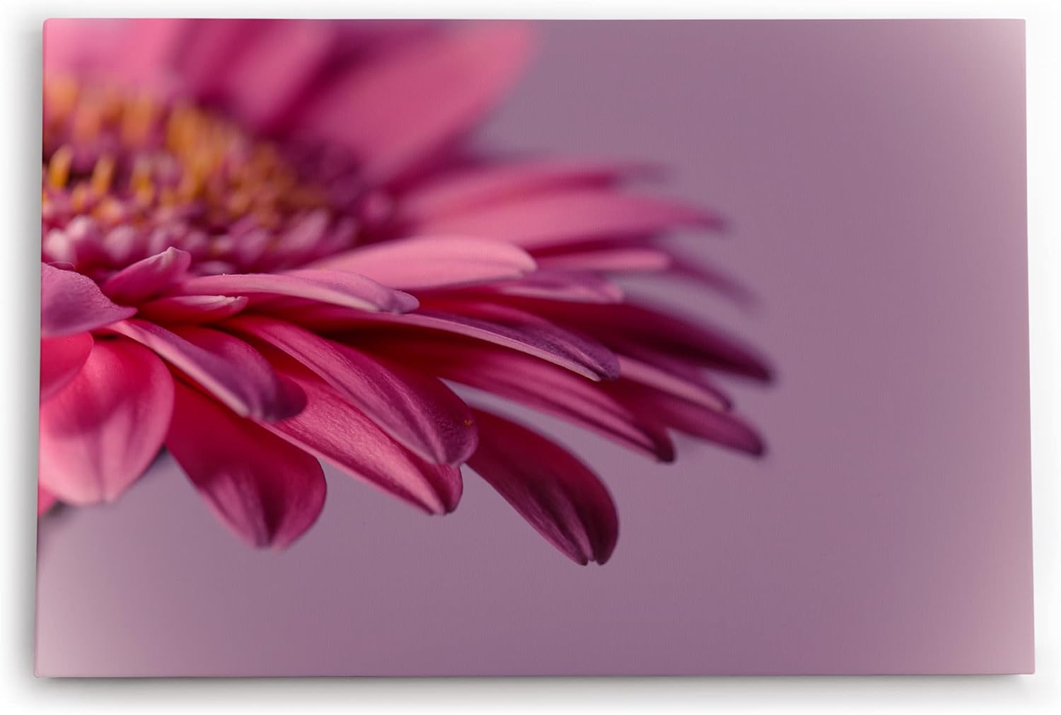 Paul Sinus Wandbild 120x80cm Barberton Blume Blüte Rosa Nahaufnahme Kunstvoll