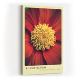Paul Sinus Kunstdruck 40x60cm Flame Bloom – Sommerliche Blütenkraft in Nahaufnahme