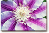 Sinus Art Wandbild 120x80cm Detaillierte Nahaufnahme einer lila-weißen Blüte mit ausdrucksstarker Struktur