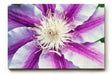 Sinus Art Wandbild 120x80cm Detaillierte Nahaufnahme einer lila-weißen Blüte mit ausdrucksstarker Struktur