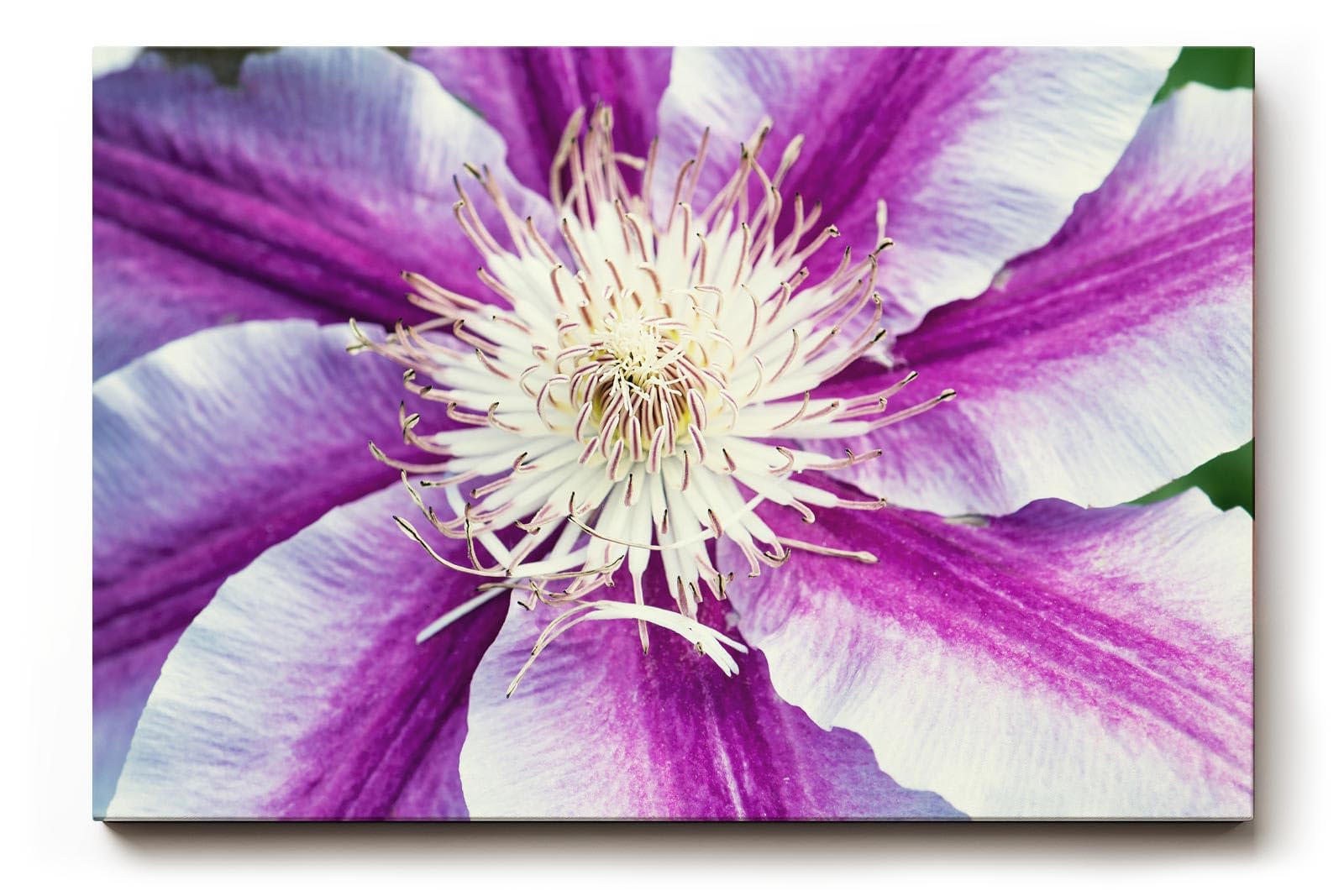 Sinus Art Wandbild 120x80cm Detaillierte Nahaufnahme einer lila-weißen Blüte mit ausdrucksstarker Struktur