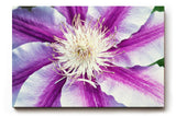 Sinus Art Wandbild 120x80cm Detaillierte Nahaufnahme einer lila-weißen Blüte mit ausdrucksstarker Struktur
