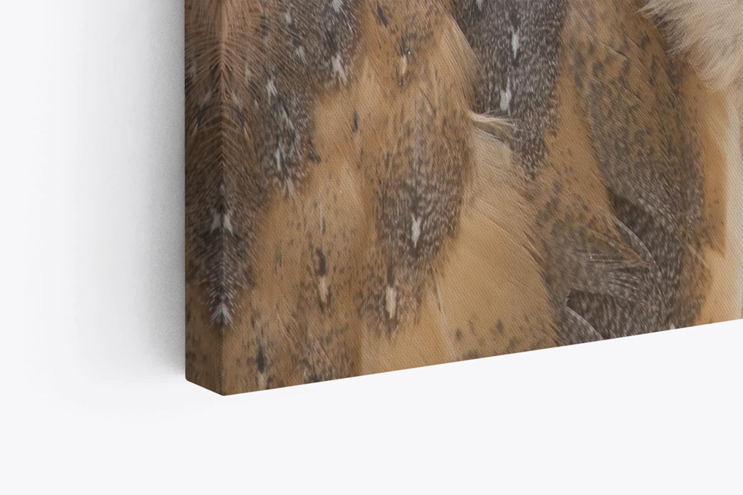 Paul Sinus Wandbild 120x80cm Schleiereule Eule mit geneigten Kopf Tierfotografie