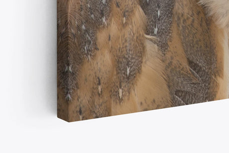 Paul Sinus Wandbild 120x80cm Schleiereule Eule mit geneigten Kopf Tierfotografie