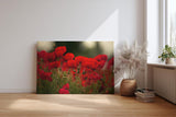Sinus Art Wandbild 120x80cm Leuchtend rote Mohnblumen im weichen Licht – symbolstark, lebendig und zeitlos