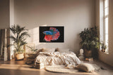 Sinus Art Wandbild 120x80cm Faszinierender Betta-Fisch mit dynamischer Flossenpracht in Rot und Blau auf dunklem Fond